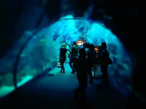 activités à faire avec des enfants à Dubaï : aquarium et zoo aquatique